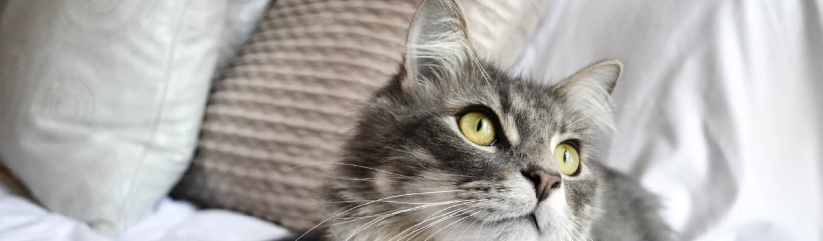 Cat sitting on bed